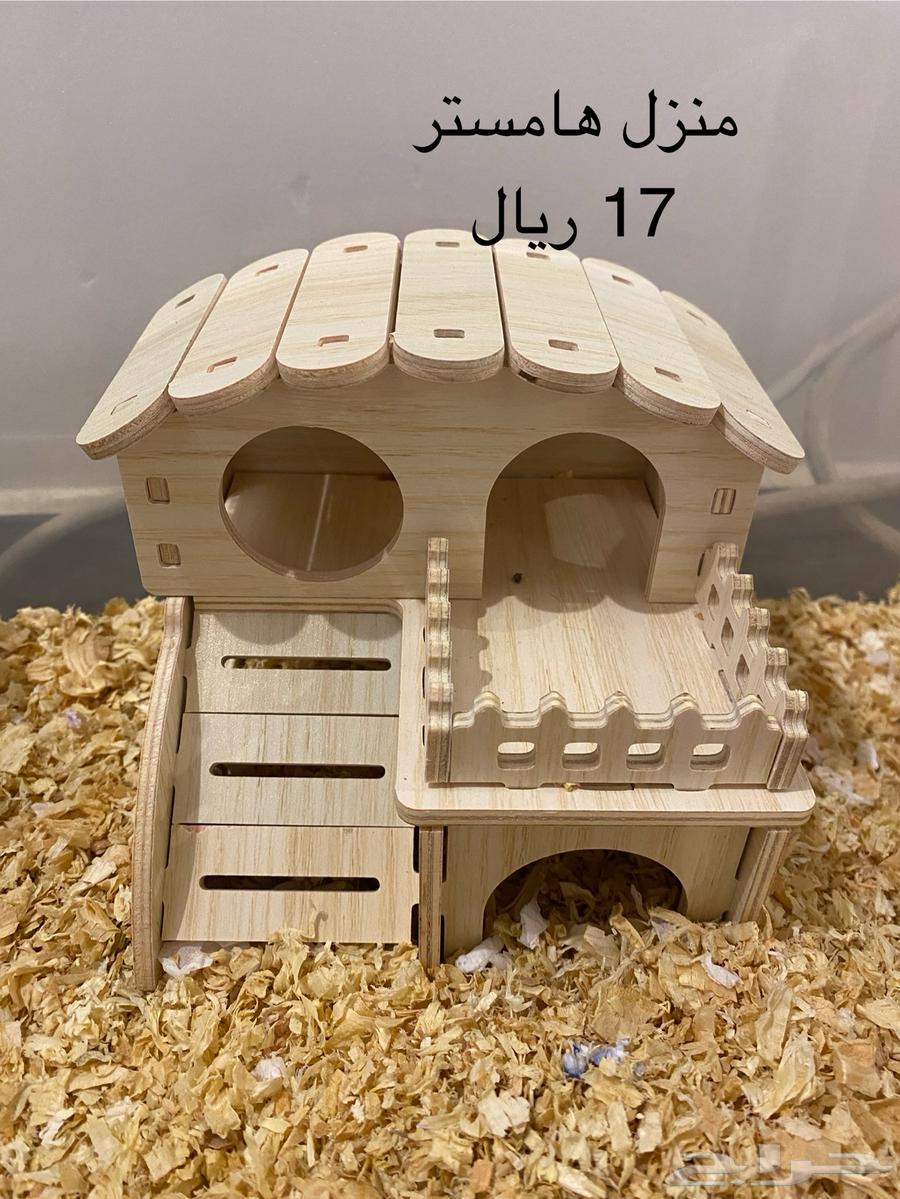 هامستر اليف جدا العمر 4 شهور مع المستلزمات64335214590849112