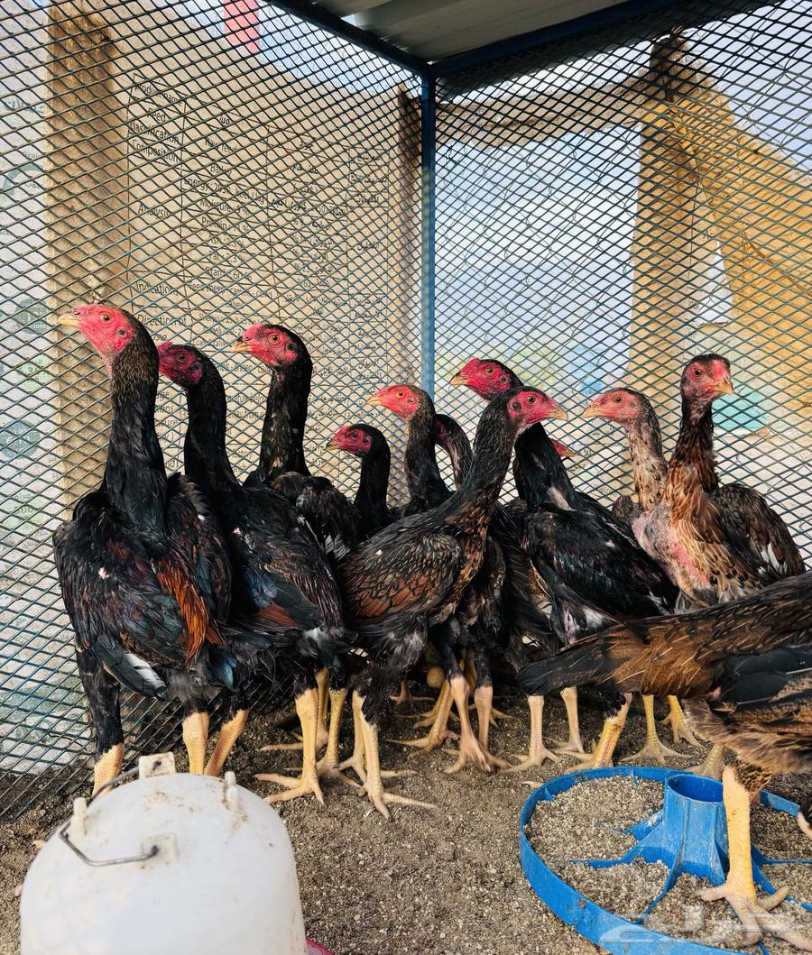 فروخ شامو ياباني (تم البيع )64332577132417110