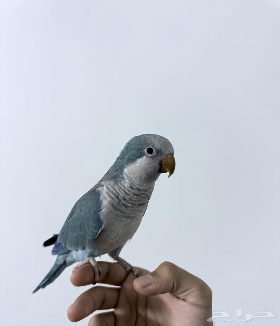 ببغاء كويكر ازرق64335244632066111