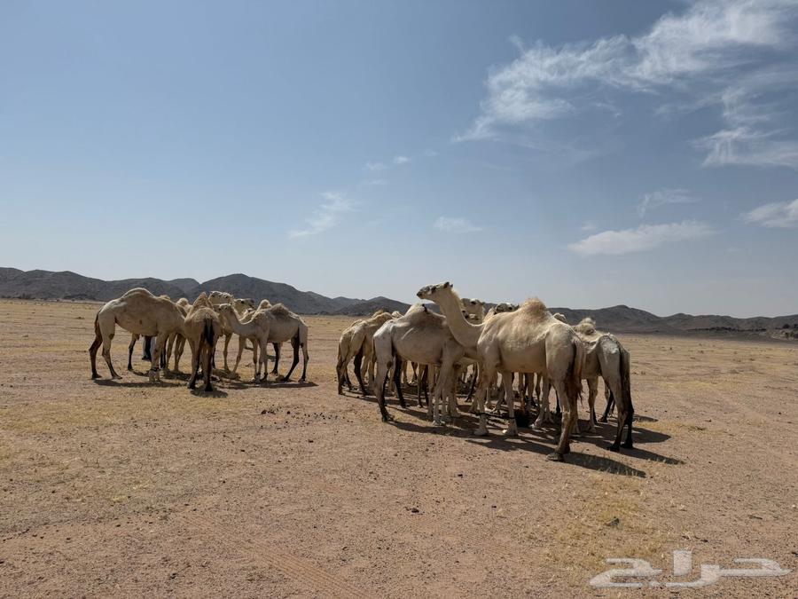 ابل للبيع64334176827777114