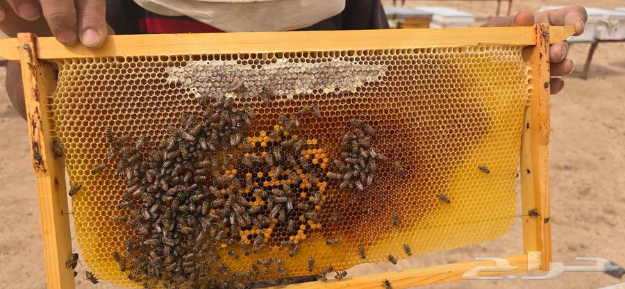 نحل بلدي للبيع64335545092353114