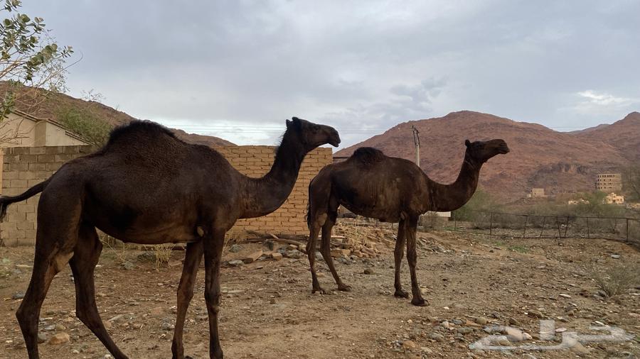 ثلاث نياق مهاجيم للبيع64335710536067113