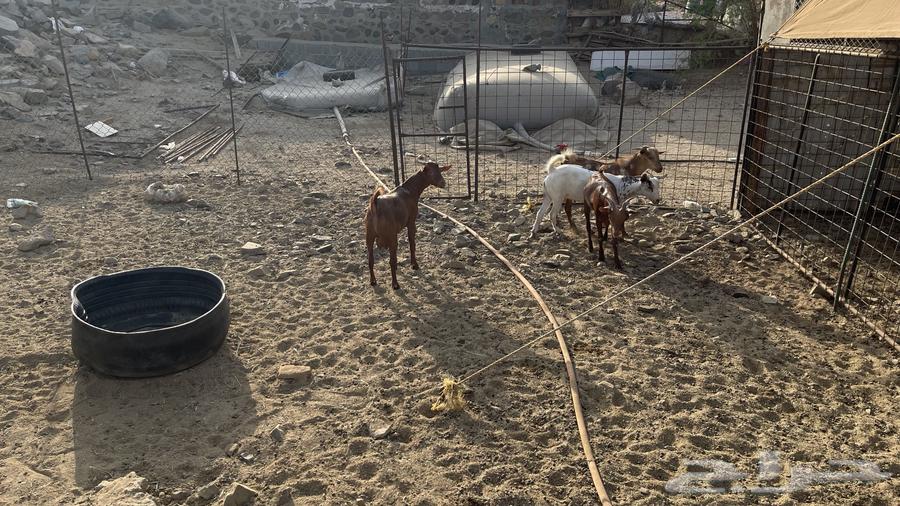 تيوس بيشيه عدد اربع روس64327886350851112