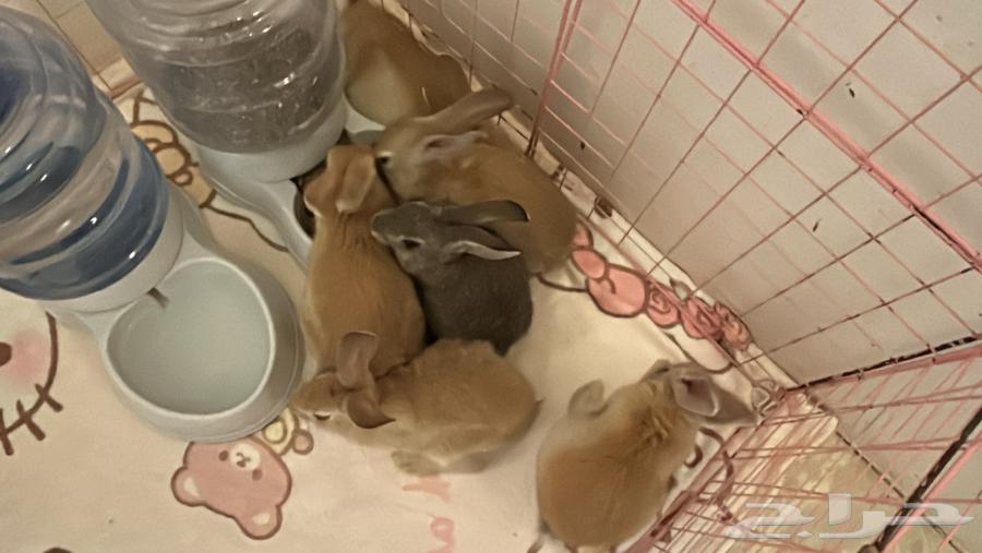 أرنب صغار للبيع64326162620673113