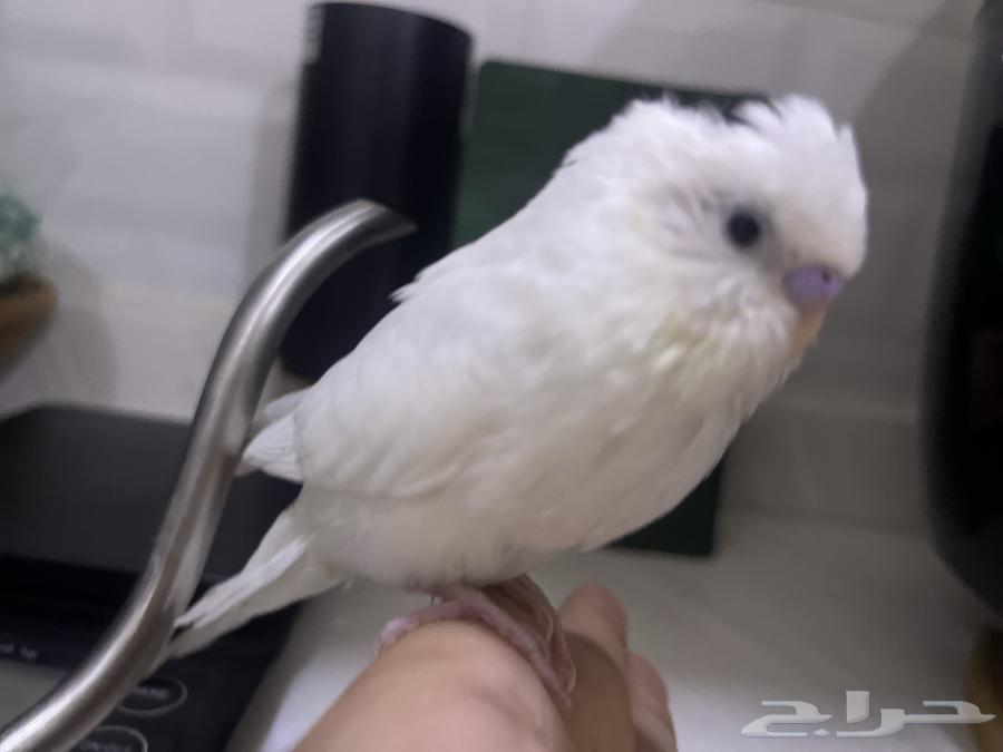 ببغاء بادجي البينو اليف64335274880385112