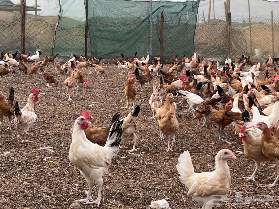 صوص دجاج بلدي64326758091522113