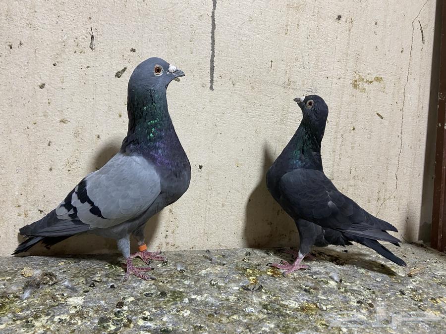 حمام للبيع64246508658177111