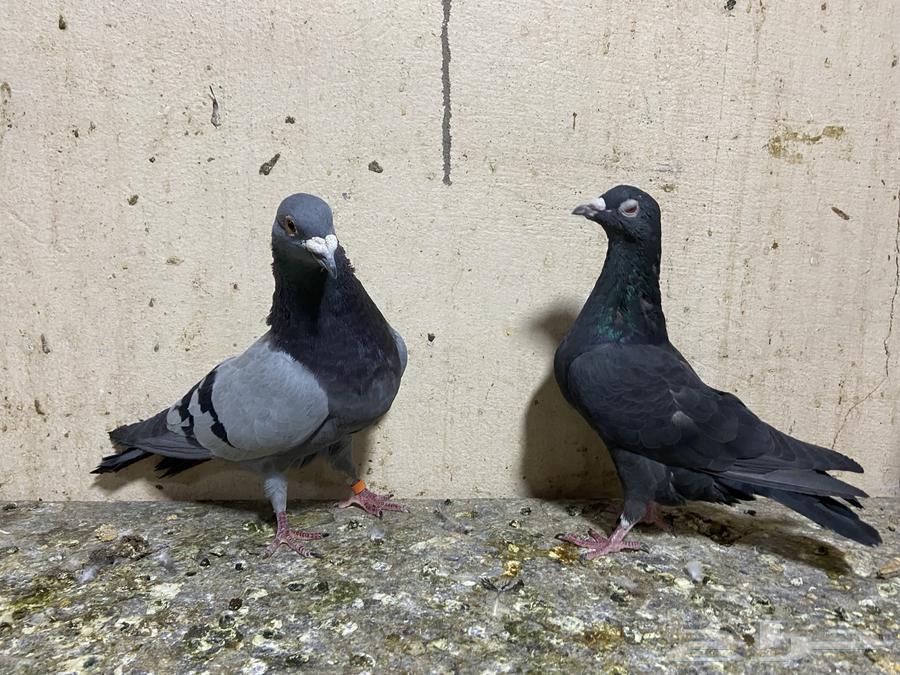 حمام للبيع64246508658177112