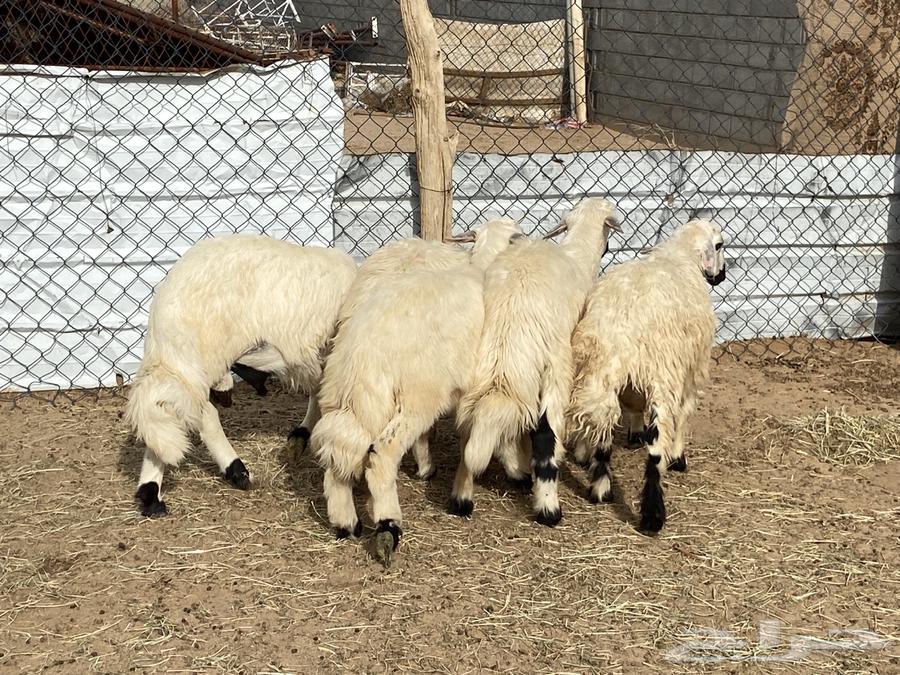 خمسه خرفان صفر سمان واطراف64332441098497112