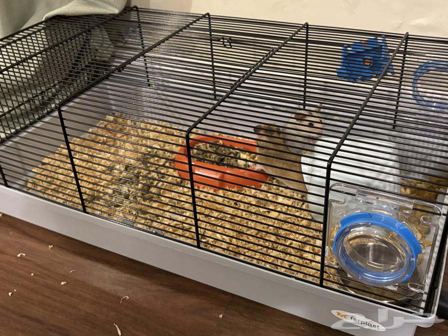 هامسترات للبيع أنثى وذكر64335289774593111