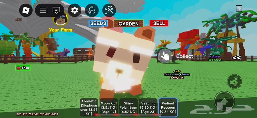 Raccoon Developer64328871863425110