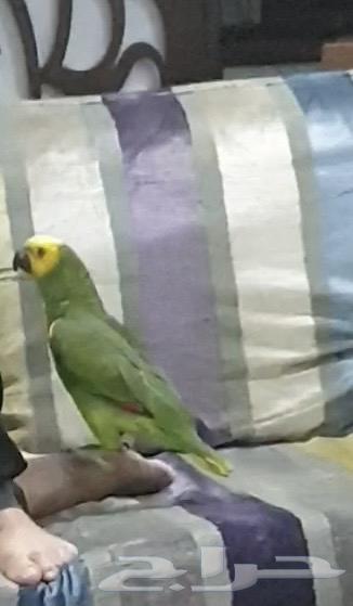 ببغاء أمازوني بلو فرينتد جاكو64335169838211113