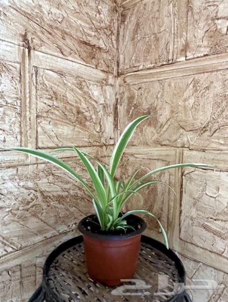 نبات داخلي64327398561410110