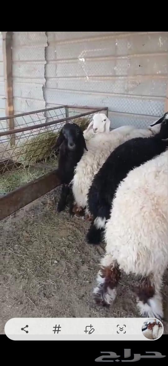 للبيع طليان نعيم جذعان64332936685059113