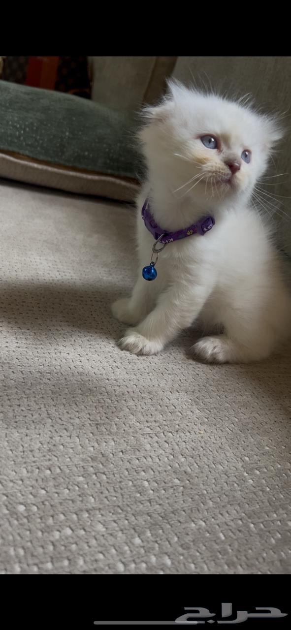 Scottish Fold Dwarf Triple64328543844865112