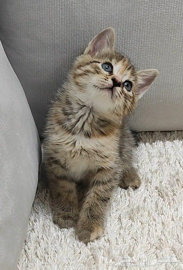 قطة للبيع64335154670850113