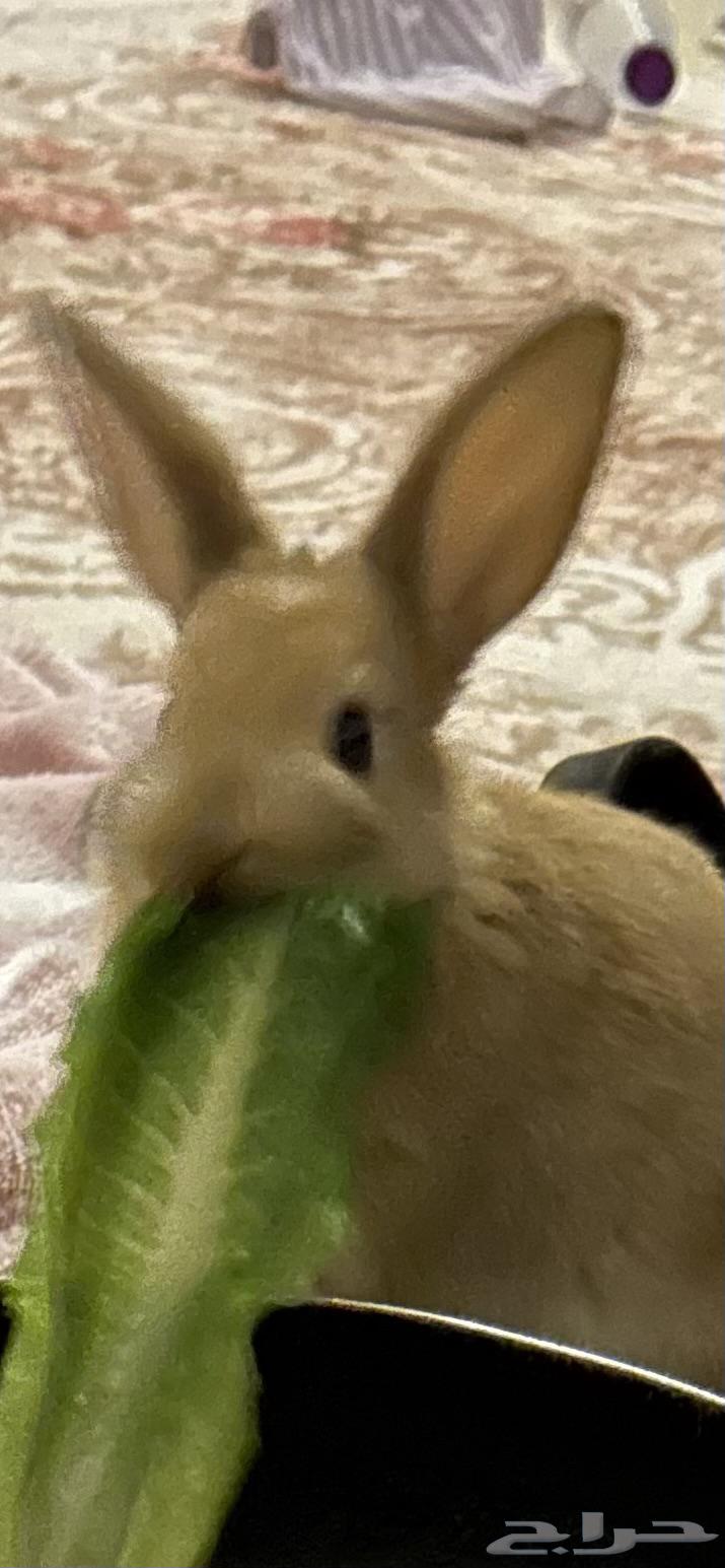 أرنب صغار للبيع64326162620673112
