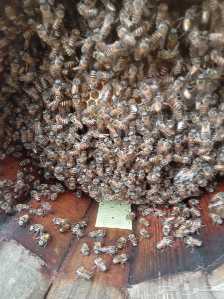 نحل بلدي للبيع64335545092353110