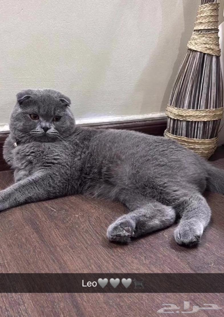 للبيع64335214641794110