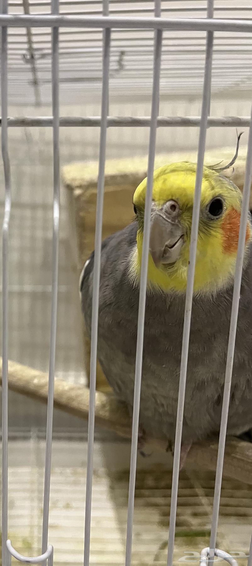 2 كروان64329214891265112