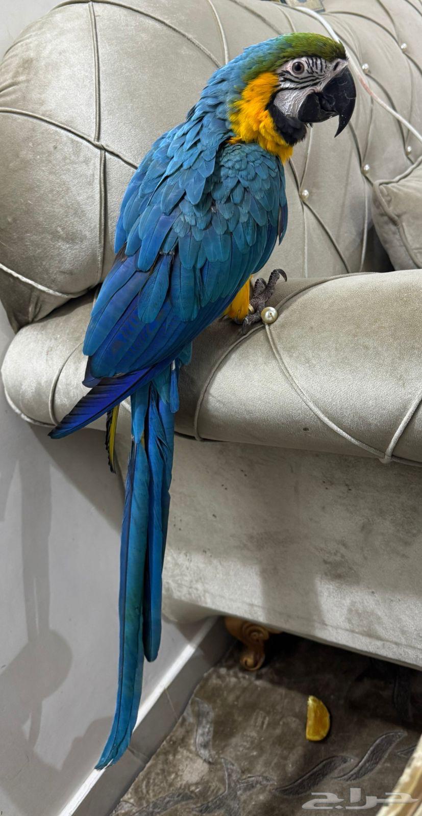 ببغاء مكاو حجل 2024 اليف الموقع المجمعة64324620872323110