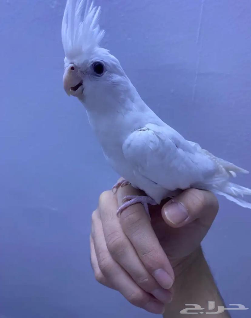 كروان للبيع64324725077761110