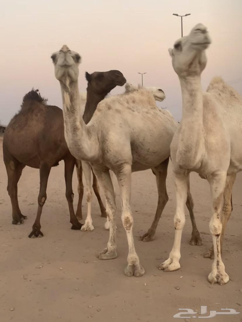 Al-Qahat Issue 464333995664771111