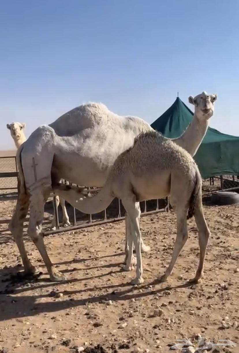 A conversation with Labani, 5 months old, in the morning at Al-Mal7ma64333934064898111