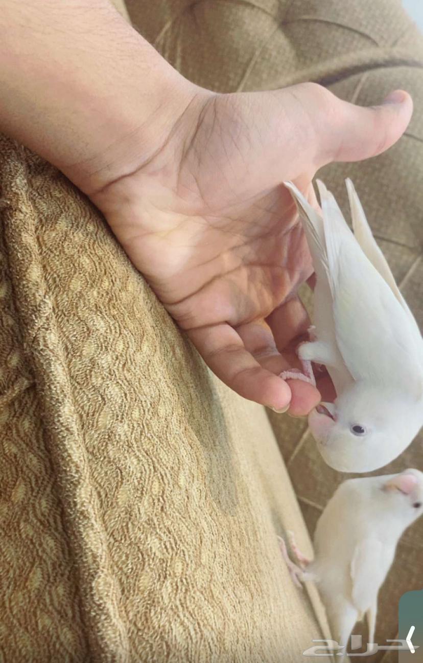 زوج .. روز البيون جاهز للانتاج64329170272258113