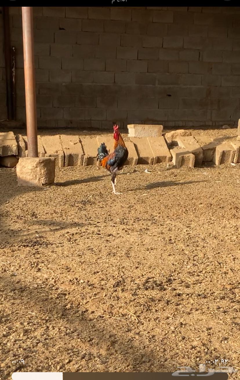 ديك ابو تاج64332711800834110