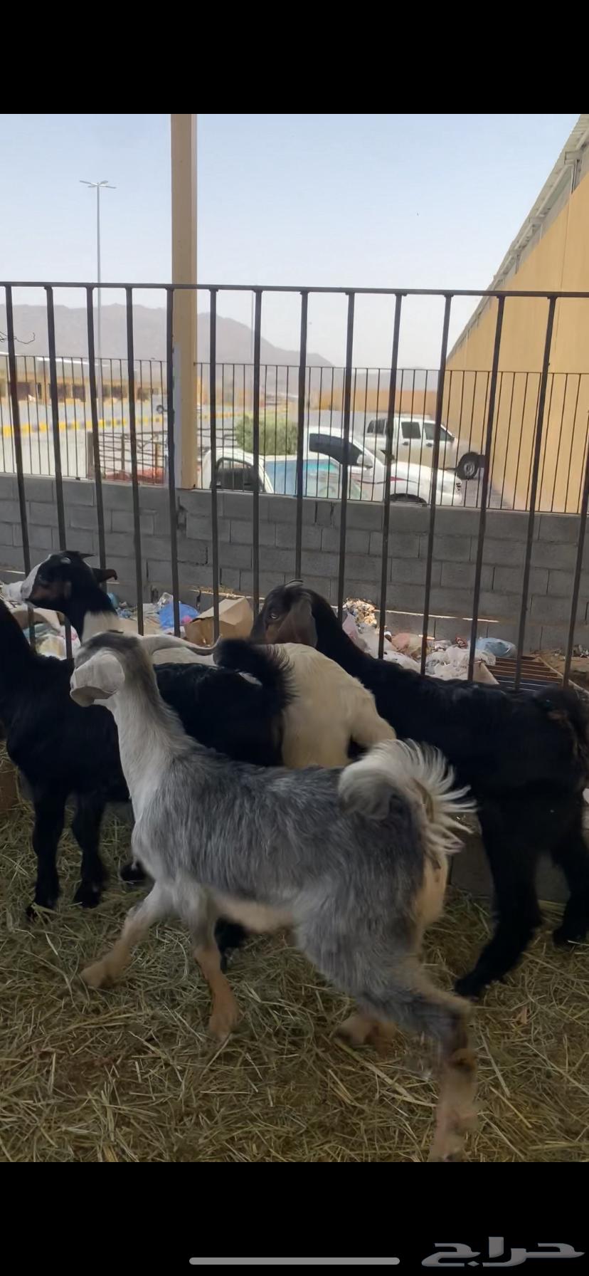 تيوس فل الفل64328093761027110