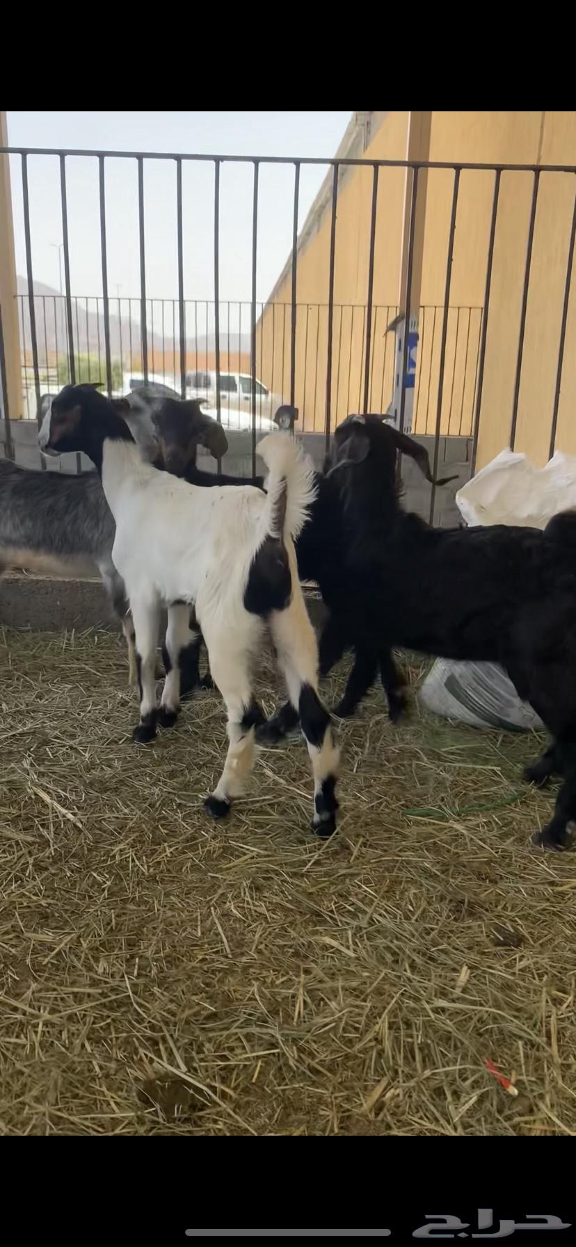 تيوس فل الفل64328093761027112