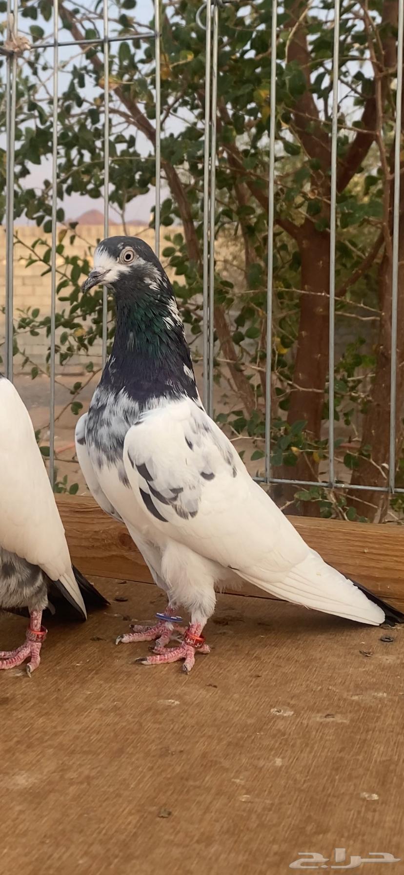 جوز تيدي بيور64325852793857111