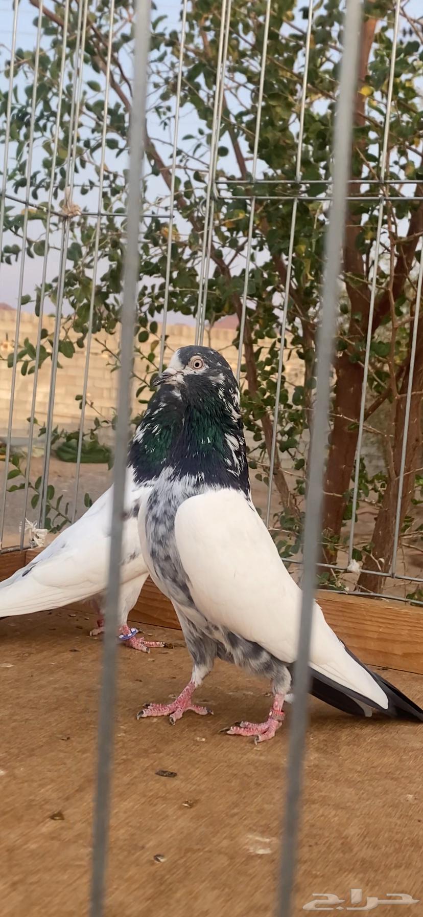 جوز تيدي بيور64325852793857112