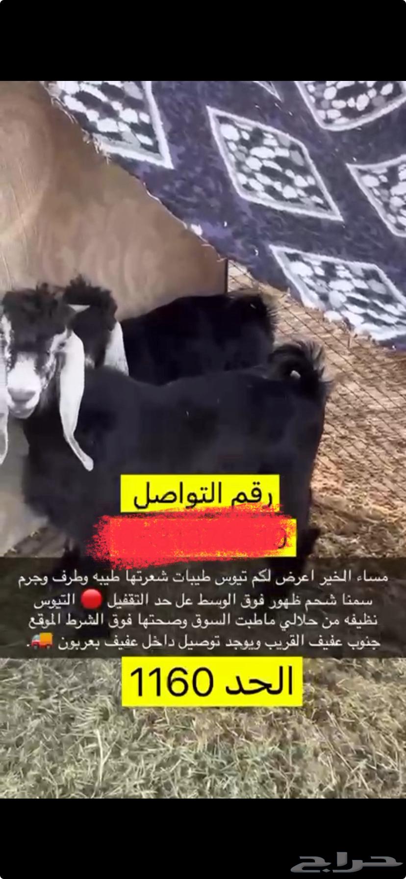 للبيع تيوس بريه نظيفه ذبايح طيبه64329771777283110