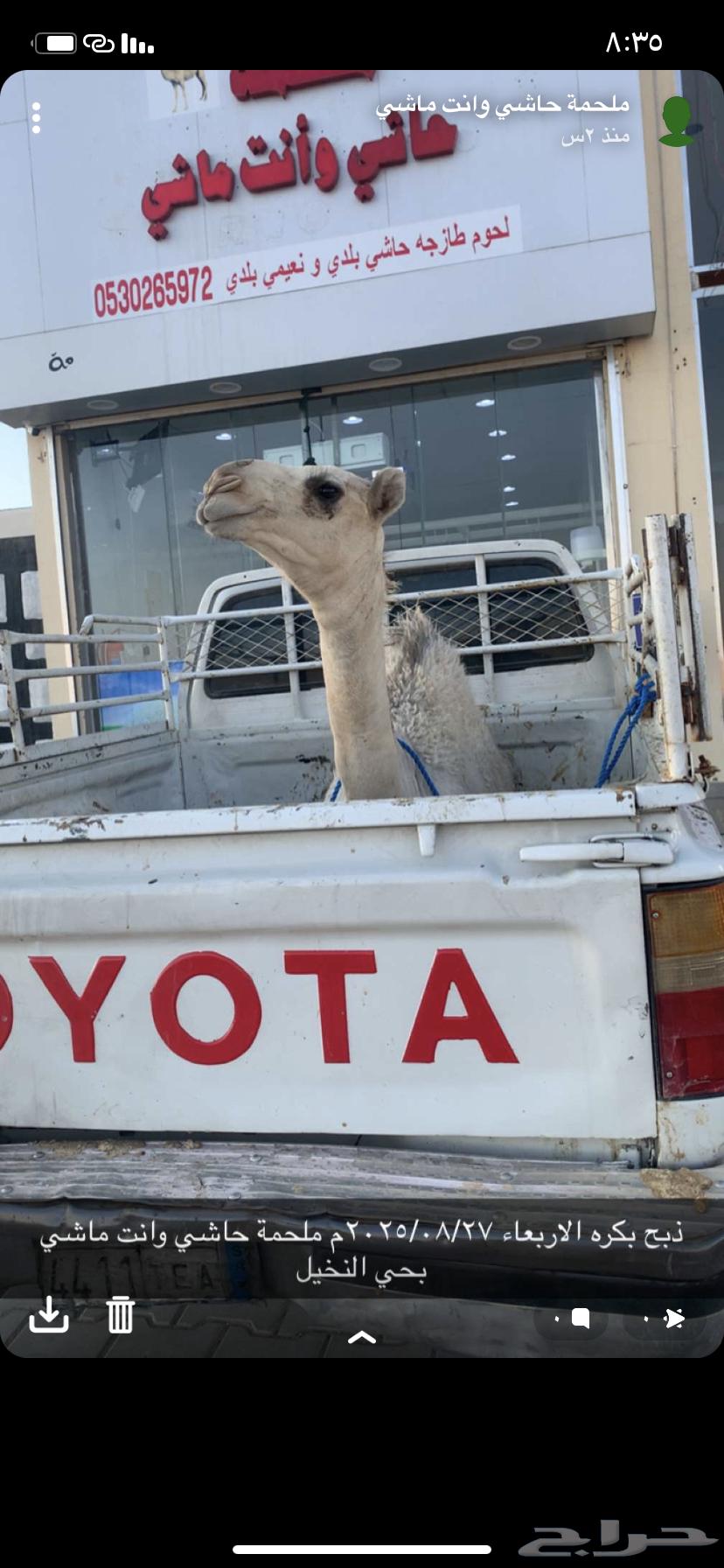 A conversation with Labani, 5 months old, in the morning at Al-Mal7ma64333934064898113