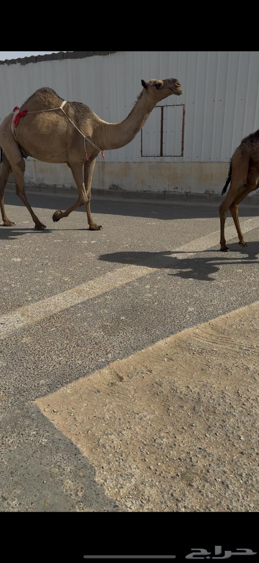 Ashra Thanu64333028022018110