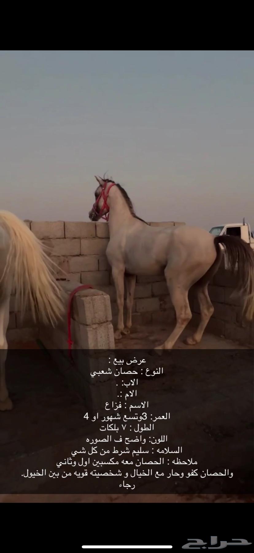 حصان شعبي64330221838467110