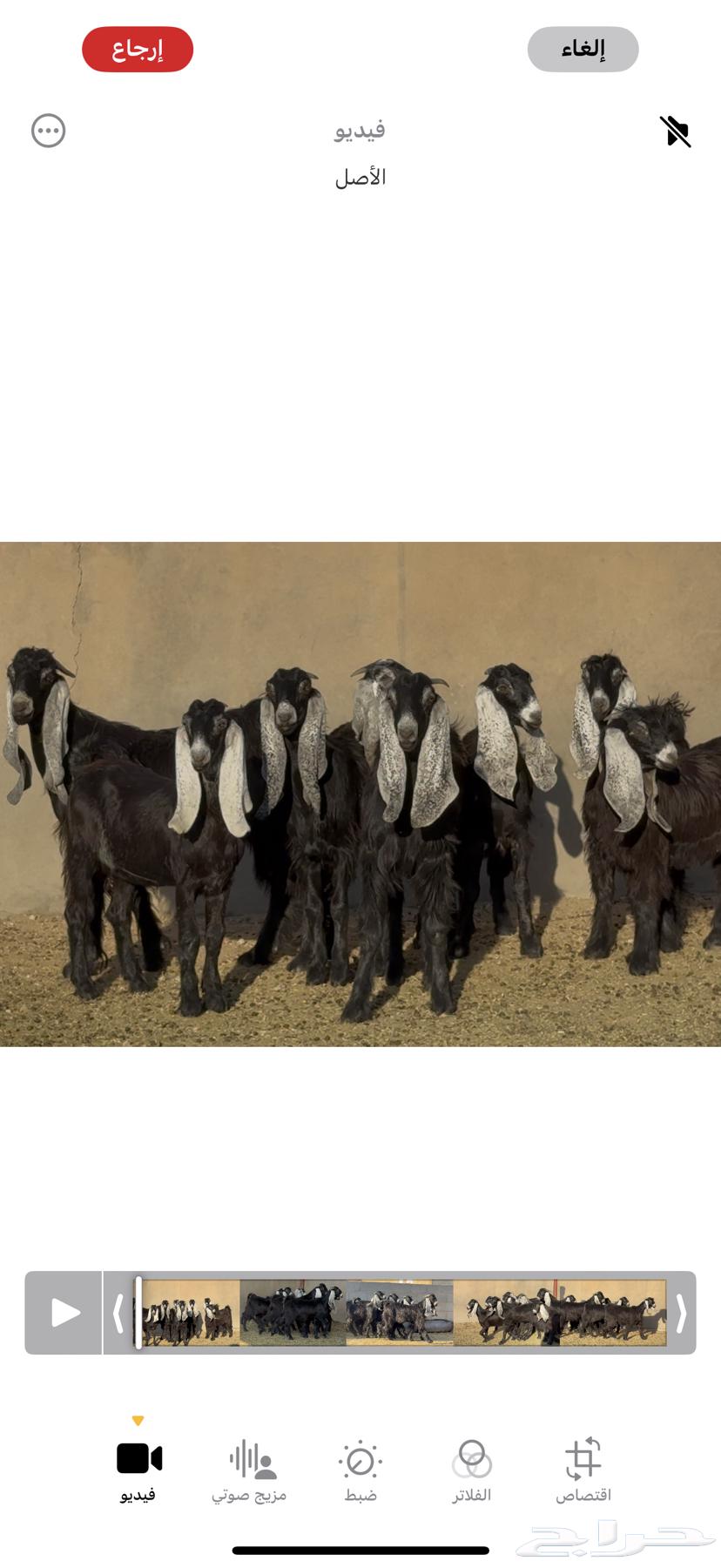 جذعات عوارض ربش طيبه العدد 8 بالفحل64335908037633110