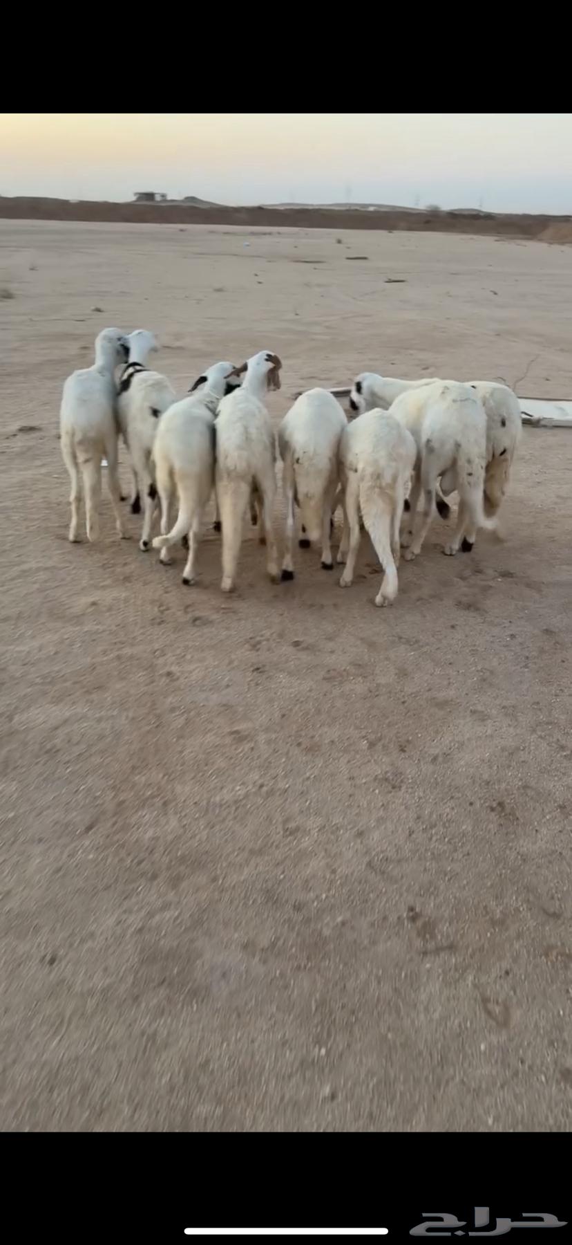 ذبايح سواكن جذعان مرابي لها 3 شهور64328707964929111