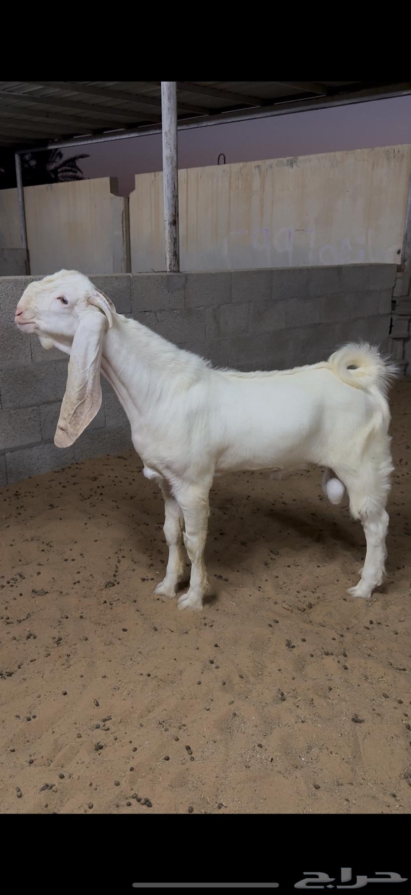 تيس مطور خصم (تمم البيعع).64333617273346111