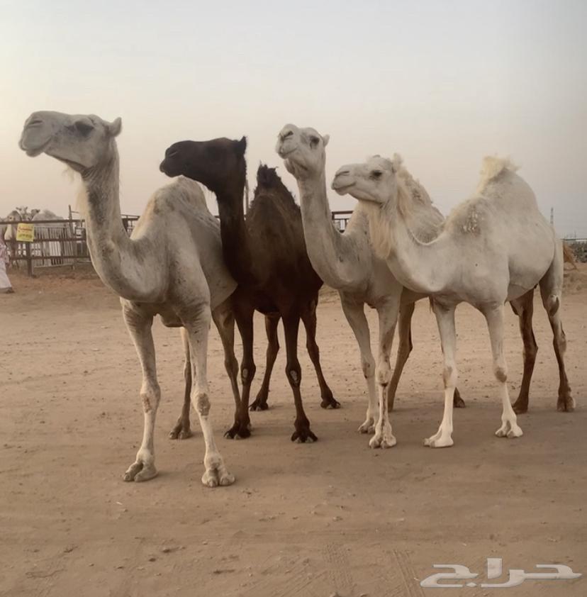 Al-Qahat Issue 464333995664771110