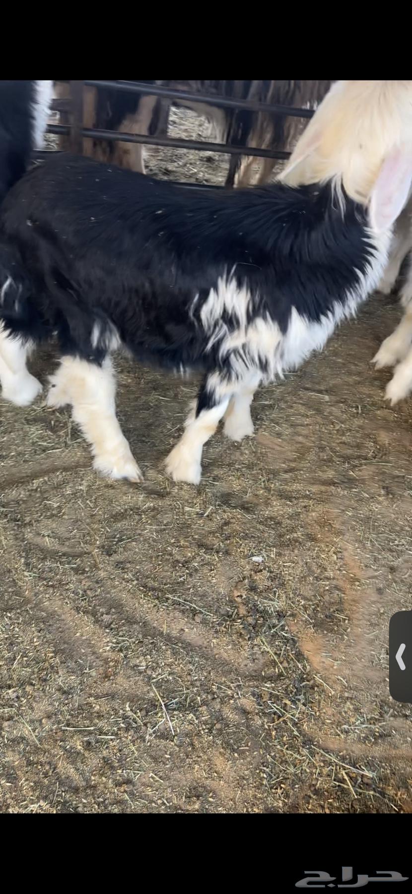 للبيع خروف عمره خمس اشهر وخروف عمره ثلاث اشهر مغلقات شحم64330206744321114