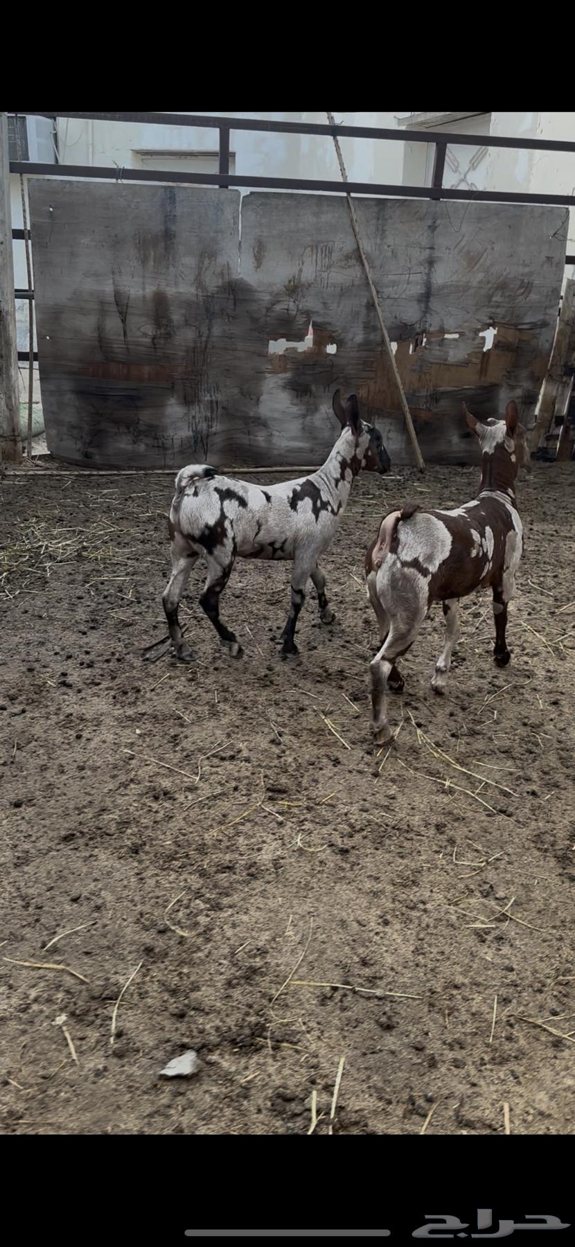 ثلاث جفار و تيس صلالية تم البيع64327225676034114