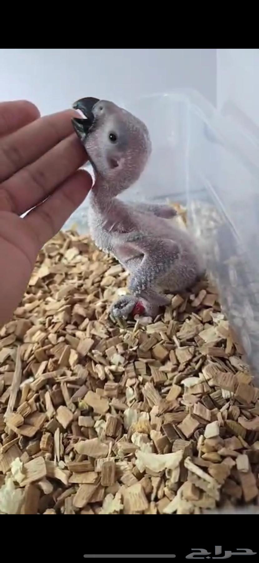 Casko chick for sale, champion size, local production64325104323714111