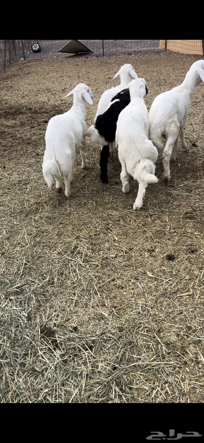 5 tires with rims, clean and in good condition, for sale (( SOLD ))64330819112066112