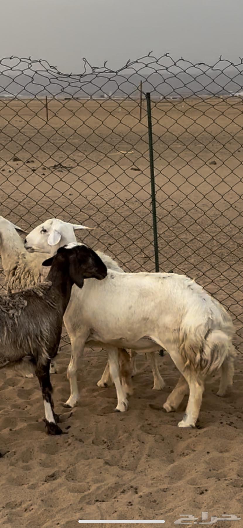 Khalfat sheep64327296020865110