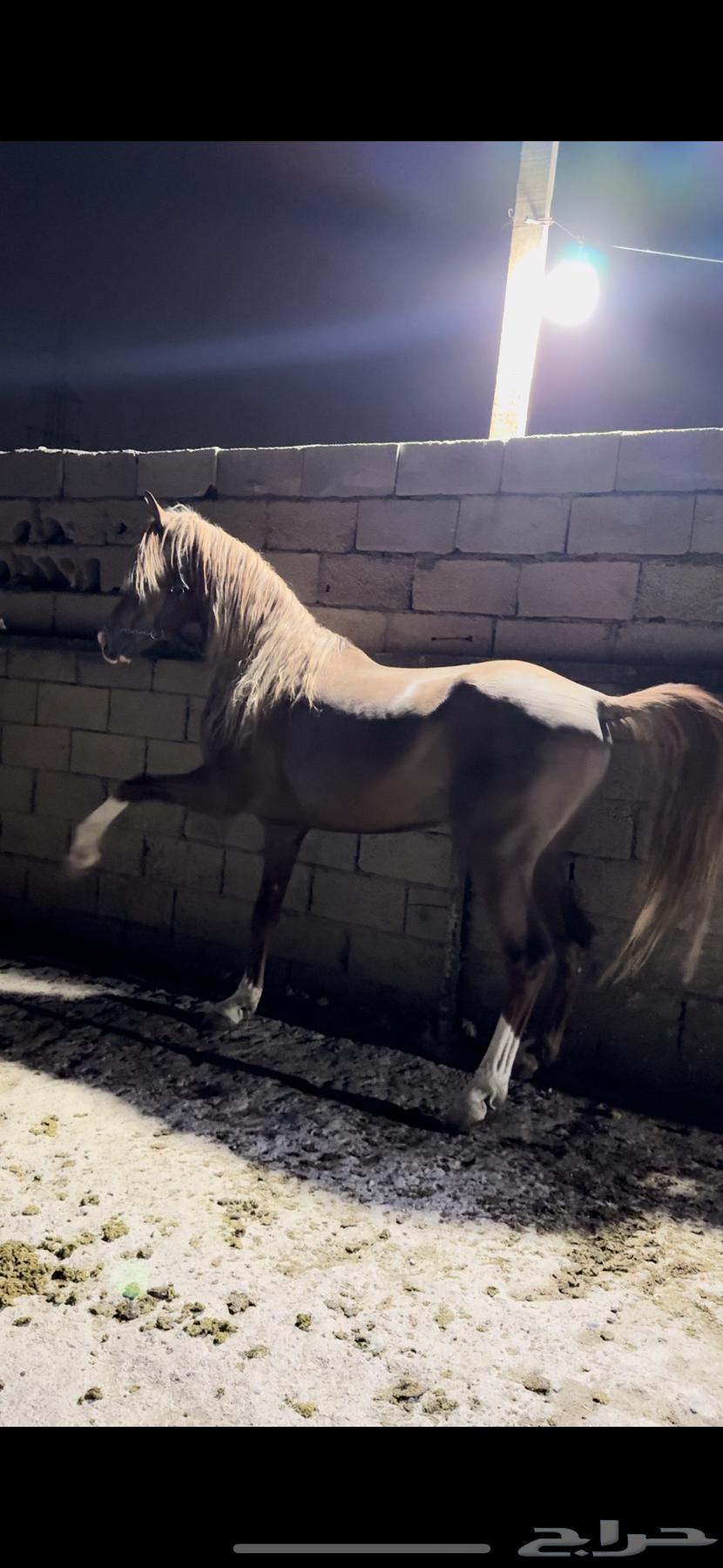 حصان شعبي طرب64334071256962112