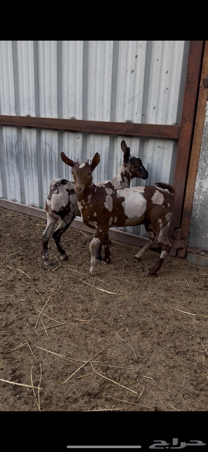 ثلاث جفار و تيس صلالية تم البيع64327225676034111