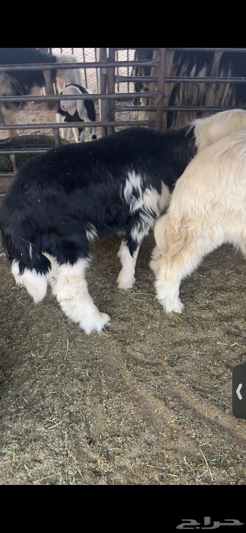 للبيع خروف عمره خمس اشهر وخروف عمره ثلاث اشهر مغلقات شحم64330206744321111